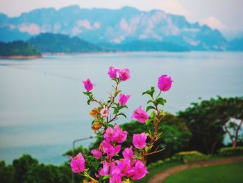 Close-up of pink flowering plant against mountain