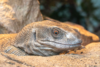 Close-up of a savannah monitor 