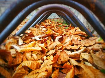 High angle view of dry leaves