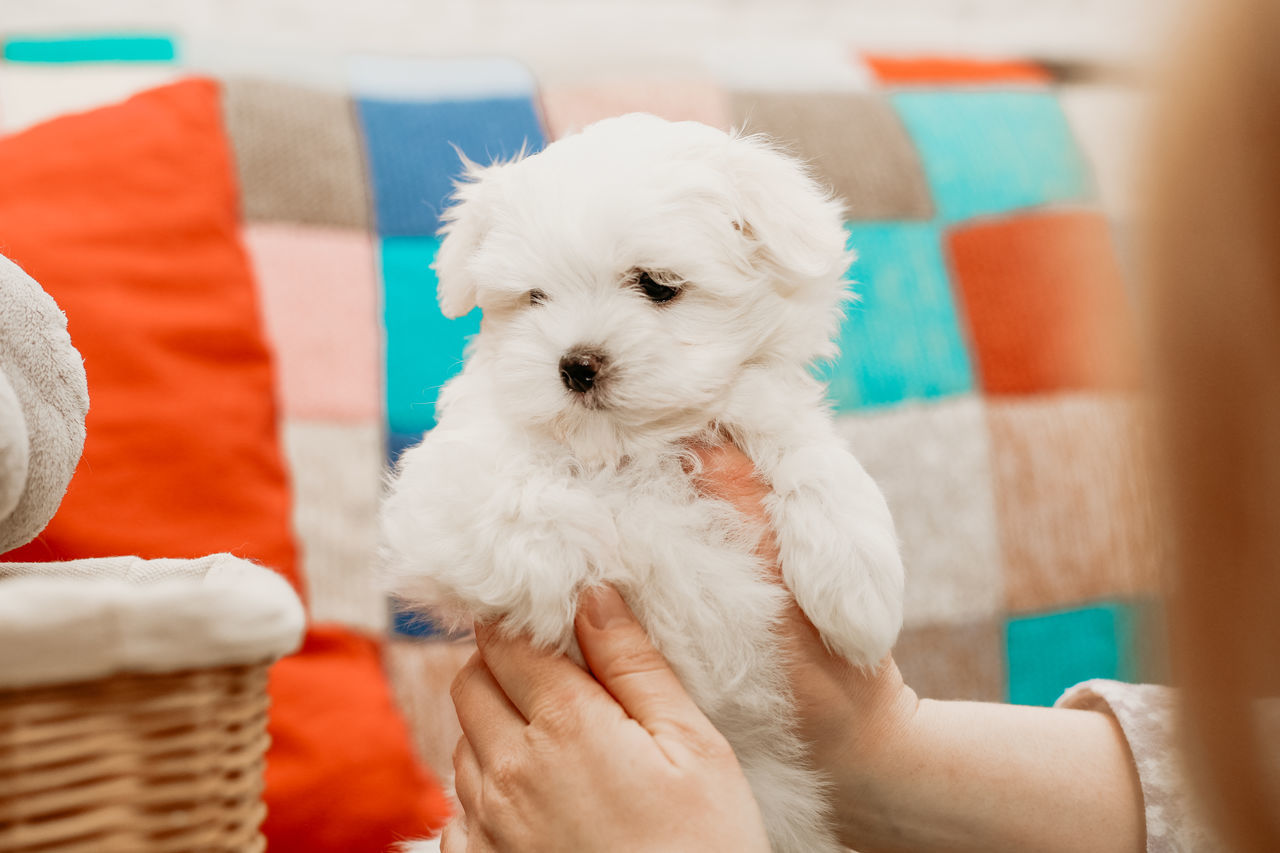 pet, domestic animals, dog, canine, mammal, maltese, one animal, animal themes, animal, bichon, puppy, cute, poodle, young animal, friendship, lap dog, white, bolognese, indoors, one person