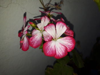 Close-up of pink flowers