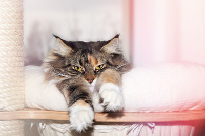 Close-up portrait of cat