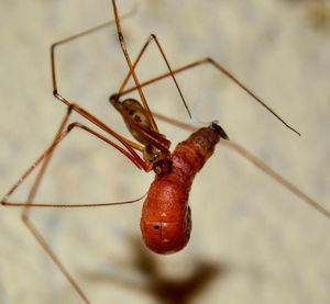 Close-up of insect