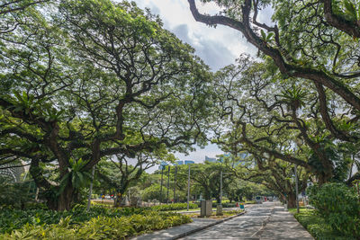 Road amidst trees in park against sky