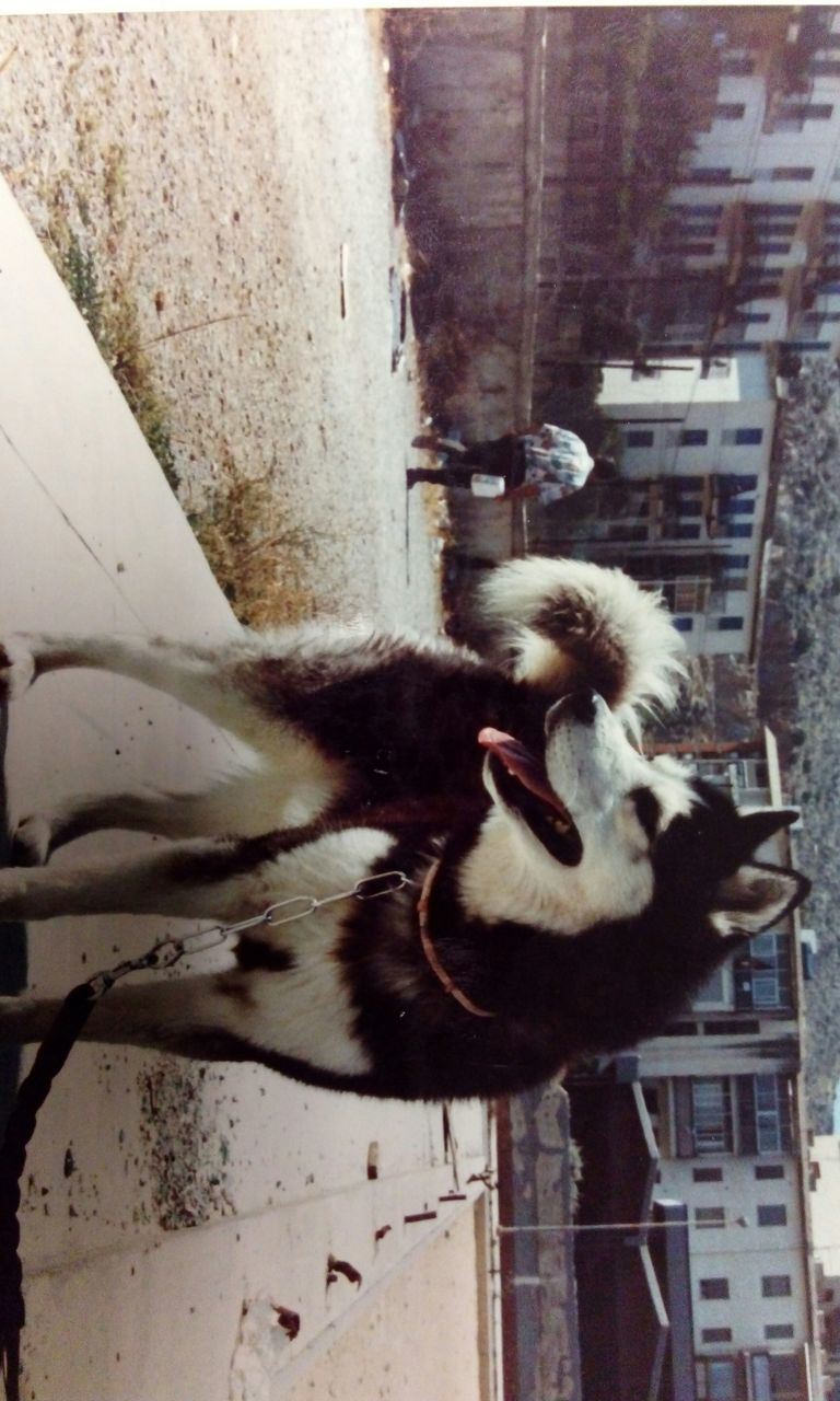 animal themes, one animal, mammal, domestic animals, building exterior, built structure, architecture, pets, domestic cat, two animals, street, cat, outdoors, day, sitting, no people, city, sunlight, feline, wildlife