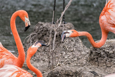 Close-up of flamingo in water