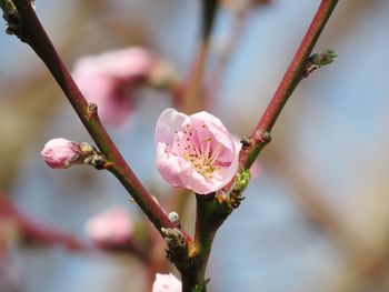 Close-up of pink cherry blossoms in spring