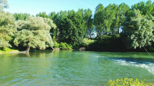 Scenic view of river in forest