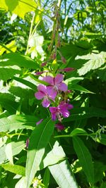 Close-up of flowers blooming outdoors