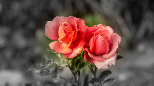 Close-up of red rose