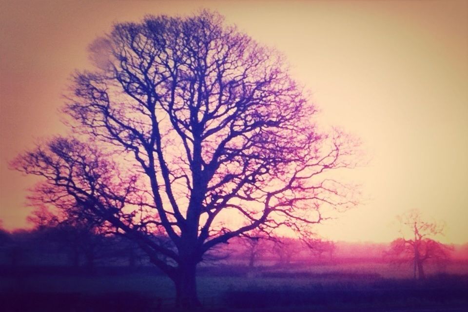 bare tree, tree, sunset, silhouette, tranquility, tranquil scene, beauty in nature, scenics, branch, landscape, nature, field, clear sky, sky, orange color, idyllic, dusk, non-urban scene, growth, outdoors