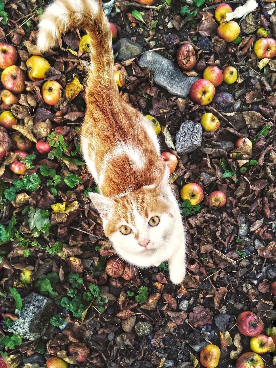 domestic cat, animal themes, high angle view, one animal, looking at camera, pets, domestic animals, day, feline, leaf, no people, portrait, outdoors, mammal, nature, ginger cat, kitten