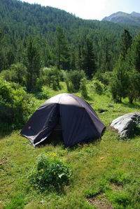 Scenic view of tent on land against trees in forest