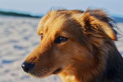 Close-up of dog against sky