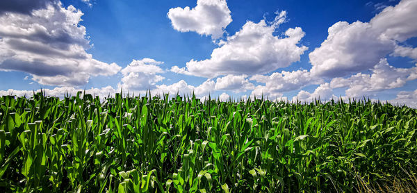 Plants growing on field against sky