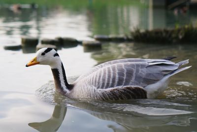 Side view of duck swimming in lake