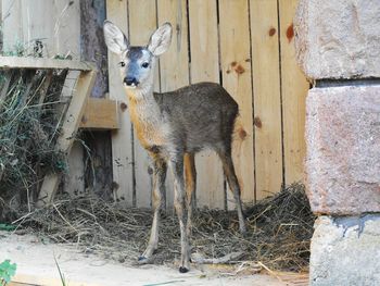 Portrait of fawn in front of wooden shack