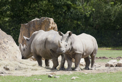 Rhinoceroses standing in forest