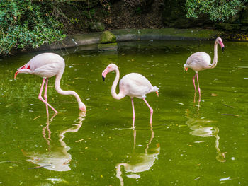 Side view of birds in water