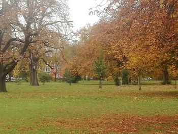 Trees in park during autumn