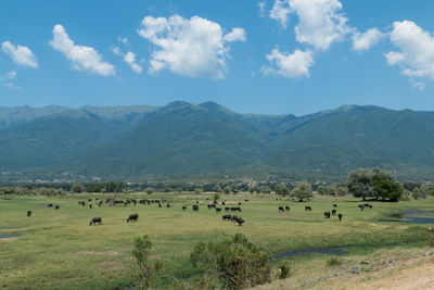 Scenic view of landscape and mountains against sky with group of water buffalo