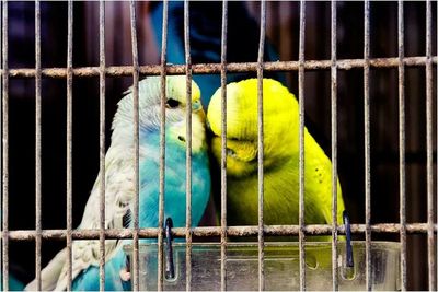 Parrot in cage