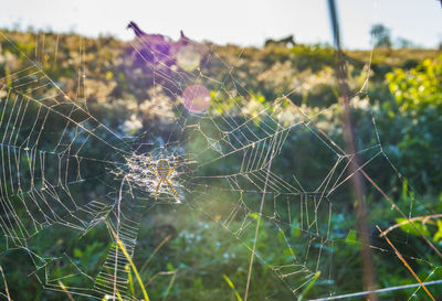 Close-up of spider web