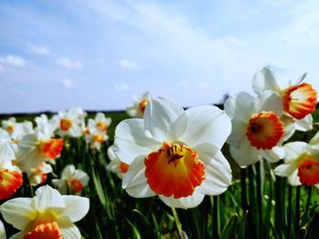 Close-up of fresh white flowers in field against sky