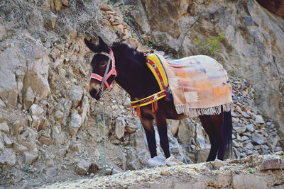 Horse standing on rock