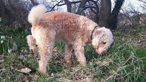 Close-up of dog on field