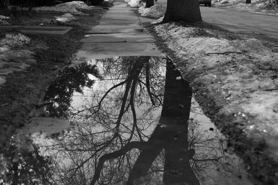 Trees along road