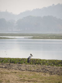 Bird on a lake