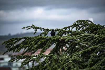 Close-up of snow covered tree against sky