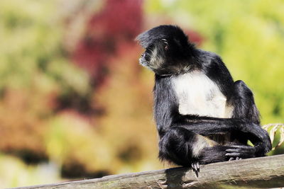 Close-up of monkey sitting on tree