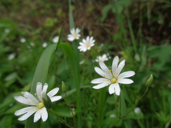Close-up of white flowers blooming outdoors