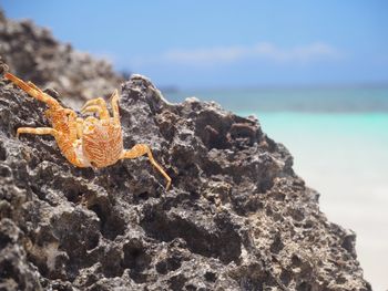 Close-up of lizard on rock by sea against sky