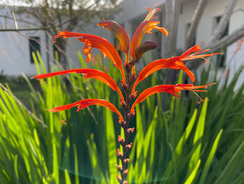 Close-up of red flowering plant