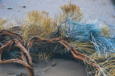 High angle view of dry plants at beach