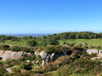 Trees on landscape against clear blue sky