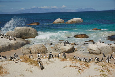 Scenic view of sea shore with pinguins 