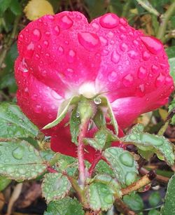 Close-up of pink flowers