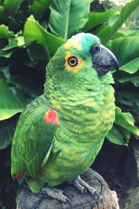 Close-up of parrot perching on tree