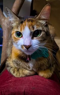 Close-up portrait of a cat