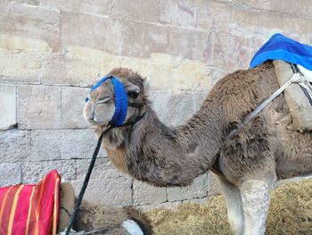 View of camel on wall