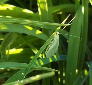 Close-up of insect on leaf