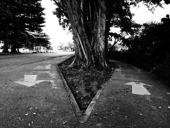 Empty road along trees