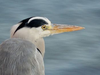 Close-up of heron looking away