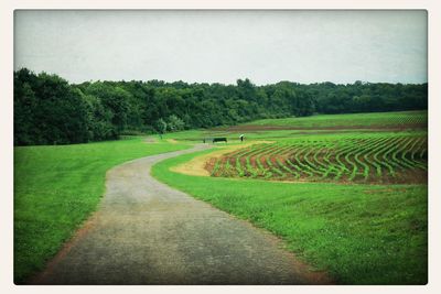 Scenic view of grassy field