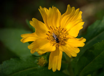 Close-up of yellow flower