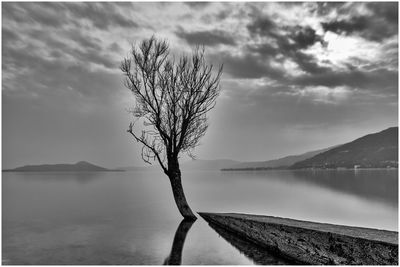 Bare tree by lake against sky